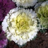 供應(yīng)羽衣甘藍(lán)草花 、盆花
