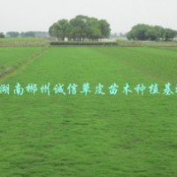 園林綠化草皮 臺灣青草皮 公園綠化 高速公路綠化草皮大量批發(fā)