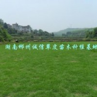 綠化草坪 臺灣青草坪 批發(fā)直銷
