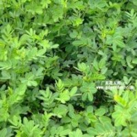 雙夾槐 黃花槐