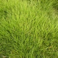 句容批發(fā)優(yōu)質(zhì)馬尼拉草坪