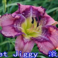 出售宿根花卉