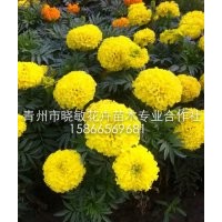 草花批發(fā)市場