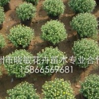 國慶節(jié)適合擺的草花品種