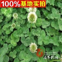 大量批發(fā)草坪白三葉白花三葉草