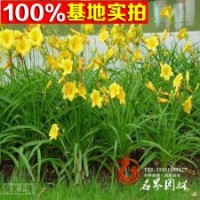 大量出售大花萱草苗量大從優(yōu)