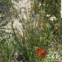 專(zhuān)業(yè)供應(yīng)優(yōu)質(zhì) 燈心草 燈芯草