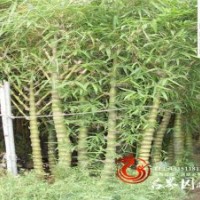 直銷(xiāo)觀賞竹類(lèi)批發(fā)佛肚竹種類(lèi)多等
