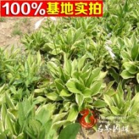 基地大量批發(fā)金邊玉簪花葉玉簪苗