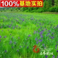 大量供應(yīng)地被植物馬藺又名馬蘭花