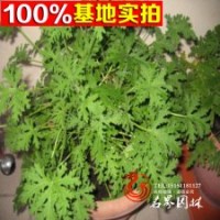 直售迷你植物驅(qū)蚊草批發(fā)盆栽苗等