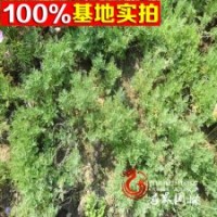 大量優(yōu)質(zhì)供應(yīng) 精選純天然薰衣草