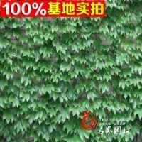 批發(fā)爬山虎苗 爬山虎基地 價(jià)格低