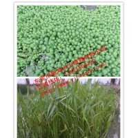 供應(yīng)水生植物狐尾藻，推薦懿鴻水生植物