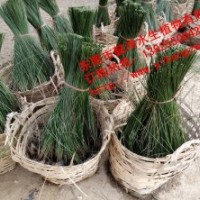 供應(yīng)水生植物紙莎草，推薦懿鴻水生植物