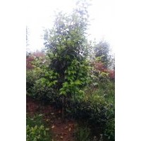供應(yīng)茶花