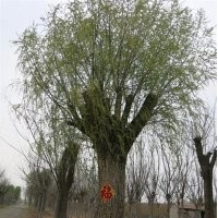 泰安直徑一米柳樹,直徑一米柳樹,聚源園林(圖)