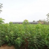 2014美國紅楓幼苗報價(圖)、美國紅楓幼苗供應商、金圣園林秋火焰