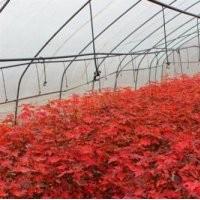 美國紅楓幼苗平批發(fā)|美國紅楓幼苗供應商|金圣園林秋火焰