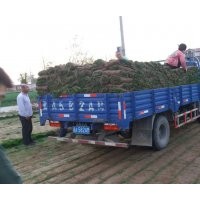 石家莊欒城義祥草坪種植基地，各種冷季型草坪