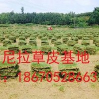 貴州馬尼拉草皮多少錢？貴陽(yáng)馬尼拉草皮在哪里買？