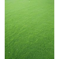 無土沙草坪