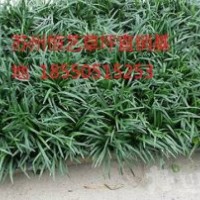 長期供應(yīng)馬尼拉，百慕大等
