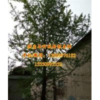 18公分嫁接銀杏樹(shù)價(jià)格|銀杏樹(shù)價(jià)格|浩威銀杏(多圖)
