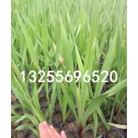 優(yōu)質(zhì)綠化草花菖蒲種植批發(fā)基地