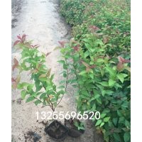 繡線菊價格 繡線菊品種大全 供應(yīng)繡線菊 繡線菊批發(fā)