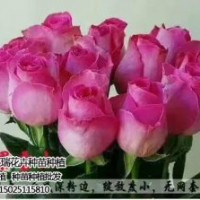 卡羅拉玫瑰苗單價,卡羅拉玫瑰苗,紅瑞花卉(圖)