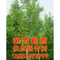 銀杏樹|胡氏銀杏|邳州銀杏樹的產(chǎn)地