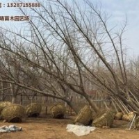 23cm銀杏樹(shù)價(jià)格,銀杏樹(shù)價(jià)格,綠萌銀杏(圖)