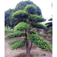 女貞、萬(wàn)達(dá)苗圃、10cm大葉女貞價(jià)格
