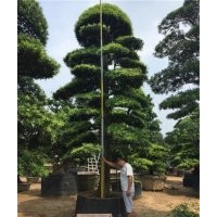 萬(wàn)達(dá)苗圃|造型羅漢松|15公分造型羅漢松