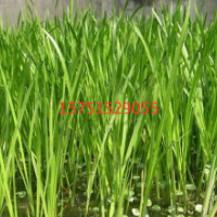 香蒲供應(yīng)