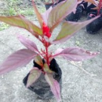 火炬花卉基地價(jià)格 火炬批發(fā) 草花工程小苗