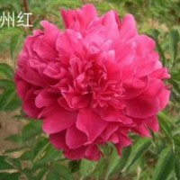 芍藥