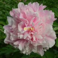 芍藥