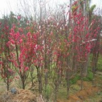 供應(yīng)中國桃花苗 廣西桃花樹 桃花芯苗 桃花苗產(chǎn)地