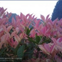佳誠(chéng)綠化苗木