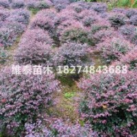 湖南維泰苗木基地大量供應(yīng)80-100cm紅桎木球