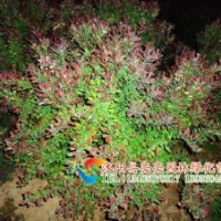 供應(yīng)黃楊球，衛(wèi)矛球，小檗球，龍柏球等球類苗木