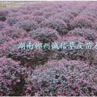 紅桎木球 批發(fā)紅桎木球 自產自銷