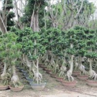 供應漳州精品人參榕樹盆景
