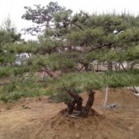 因占地轉(zhuǎn)讓精品造型松樹 造型油松