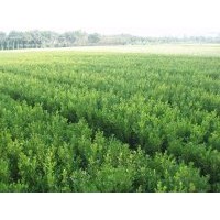 共你所求 應(yīng)你所要黃楊小苗 球 樹(shù),紅葉石楠苗 球 樹(shù),紫薇 1-15cm