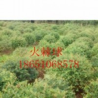江蘇火棘價(jià)格、江蘇火棘供應(yīng)、江蘇火棘種植、江蘇火棘基地、江蘇