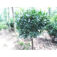 江蘇樹樁冬青球供應(yīng)盆景造型樹樁冬青球種植基地常年供應(yīng)