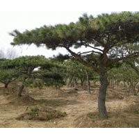 山東青島工程綠化專用油松樹 景觀樹 造型油松樹